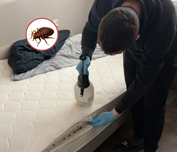 Technicien traitant un matelas contre les punaises de lit à La Houssaye-en-Brie